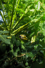 A beautiful oriental pied hornbill (Anthracoceros albirostris) feeding on ripe papaya fruits in tropical nature