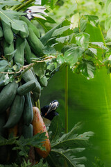 A beautiful oriental pied hornbill (Anthracoceros albirostris) feeding on ripe papaya fruits in tropical nature