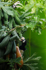 A beautiful oriental pied hornbill (Anthracoceros albirostris) feeding on ripe papaya fruits in tropical nature