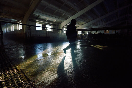 Inside cattle barn. Silhouette of milkman walking through dark shed with Holstein cattle as sunbeams falling on wet dirty ground.