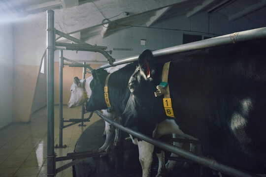Black and white cows in milking parlor. Three Holstein cows with ear tags and collars standing on rotating platform and waiting for milking.