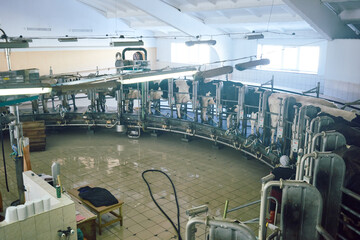 Rotary milking parlor at agricultural cooperative. Holstein Friesian cows standing on rotating platform and being milked by mechanical machine. Clean floor shining after washing.