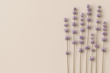 Beautiful lavender stems arranged on a light pastel background for decorative purposes and floral design