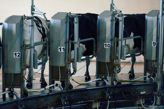 Mechanical milking. Holstein Friesian dairy cows being milked with modern automatic rotating machine in milking parlor. Each cow standing motionless and waiting till process is over.