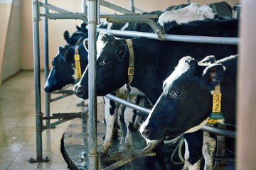 Three Holstein dairy cows with collars standing on rotating platform and waiting for being milked with milking machine. Two of them looking at camera pensively.