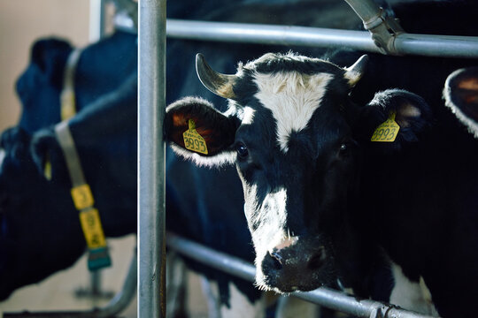 Portrait of young black and white cow with ear tags standing among other cattle and looking at camera pitifully. Half of its head illuminated by sunlight.