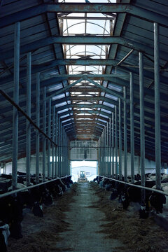 Man on tractor entering large barn with tall metal pillars. Holstein dairy cattle standing and eating hay peacefully in the gloom.