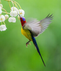 Crimson Sunbird Hovering at Blossoms