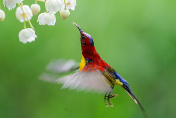 Crimson Sunbird Hovering at Blossoms