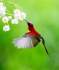 Crimson Sunbird Hovering at Blossoms