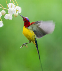 Crimson Sunbird Hovering at Blossoms