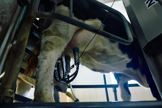 Modern milking technology. Low angle view of four teat cups adjusted to Holstein dairy cows udder for extracting milk.