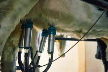 Process of automatic milking. Extreme close-up of milking cluster attached to udder of black and white dairy cow.