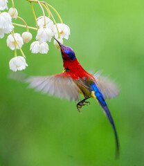 Crimson Sunbird Hovering at Blossoms
