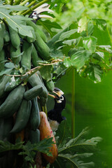 A beautiful oriental pied hornbill (Anthracoceros albirostris) feeding on ripe papaya fruits in tropical nature