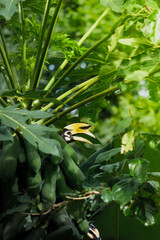 A beautiful oriental pied hornbill (Anthracoceros albirostris) feeding on ripe papaya fruits in tropical nature