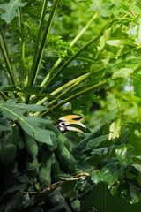 A beautiful oriental pied hornbill (Anthracoceros albirostris) feeding on ripe papaya fruits in tropical nature