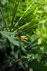 A beautiful oriental pied hornbill (Anthracoceros albirostris) feeding on ripe papaya fruits in tropical nature