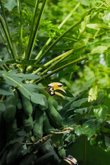 A beautiful oriental pied hornbill (Anthracoceros albirostris) feeding on ripe papaya fruits in tropical nature