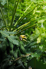 A beautiful oriental pied hornbill (Anthracoceros albirostris) feeding on ripe papaya fruits in tropical nature