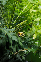 A beautiful oriental pied hornbill (Anthracoceros albirostris) feeding on ripe papaya fruits in tropical nature