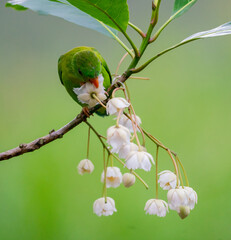 Parrotbill Feeding on White Blossoms