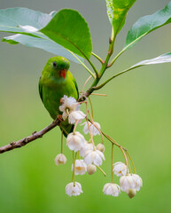 Parrotbill Feeding on White Blossoms