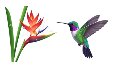 Fototapeta premium Advanced Guide to Hummingbird and Bird of Paradise Flower Interaction