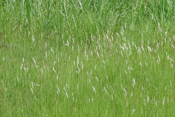 White flowering grass background. Ecology and environmental concept. For graphic design, 3D rendering and banners