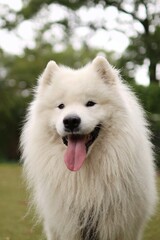 Obraz premium Portrait of a smiling Samoyed dog