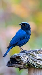 Vibrant blue bird perched on driftwood