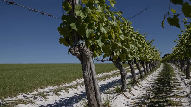 A Serene Vineyard Landscape with Rows of Grape Vines Under a Clear Blue Sky, Capturing the Tranquility of Nature in an Agricultural Setting