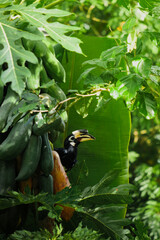 A beautiful oriental pied hornbill (Anthracoceros albirostris) feeding on ripe papaya fruits in tropical nature