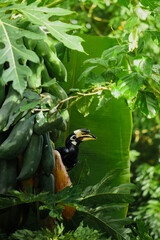 A beautiful oriental pied hornbill (Anthracoceros albirostris) feeding on ripe papaya fruits in tropical nature 