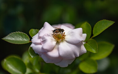 Rosa 'Pierre de Ronsard'