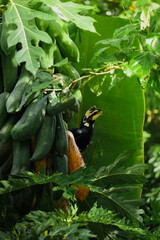 A beautiful oriental pied hornbill (Anthracoceros albirostris) feeding on ripe papaya fruits in tropical nature in the jungle