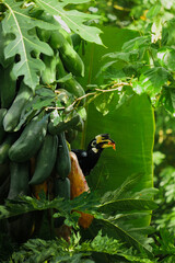 A beautiful oriental pied hornbill (Anthracoceros albirostris) feeding on ripe papaya fruits in tropical nature