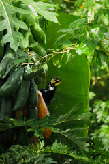 A beautiful oriental pied hornbill (Anthracoceros albirostris) feeding on ripe papaya fruits in tropical nature