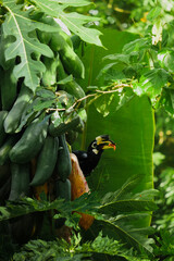 A beautiful oriental pied hornbill (Anthracoceros albirostris) feeding on ripe papaya fruits in tropical nature