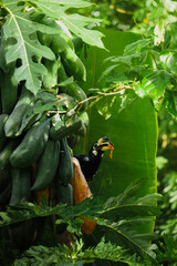 A beautiful oriental pied hornbill (Anthracoceros albirostris) feeding on ripe papaya fruits in tropical nature