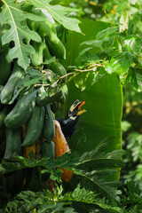 A beautiful oriental pied hornbill (Anthracoceros albirostris) feeding on ripe papaya fruits in tropical nature