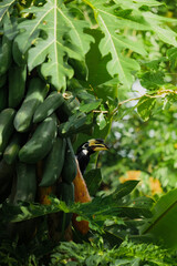 A beautiful oriental pied hornbill (Anthracoceros albirostris) feeding on ripe papaya fruits in tropical nature