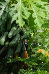 A beautiful oriental pied hornbill (Anthracoceros albirostris) feeding on ripe papaya fruits in tropical nature.