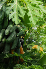 A beautiful oriental pied hornbill (Anthracoceros albirostris) feeding on ripe papaya fruits in tropical nature. 