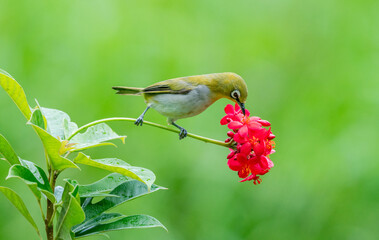 Oriental White-Eye on Blossoms