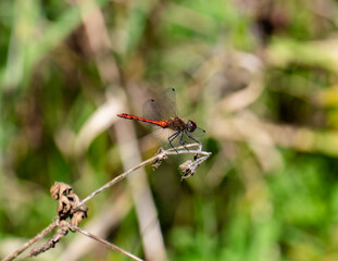 dragonfly on a branch