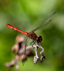 dragonfly on a branch