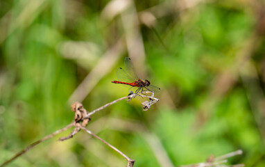dragonfly on a branch