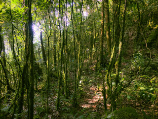 Meratus Mountains Highland Forest Floor, Tropical Rainforest of Borneo, Indonesia.