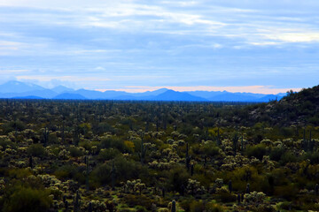 Fototapeta premium Landscape Sonoran Desert Arizona